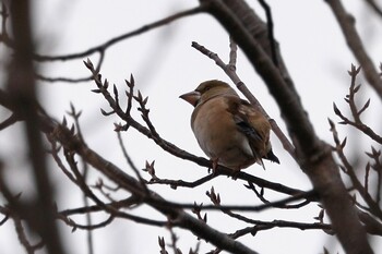 シメ 朝宮公園(春日井市) 2022年1月25日(火)