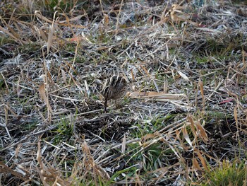 Common Snipe 流山おおたかの森 Sat, 1/29/2022