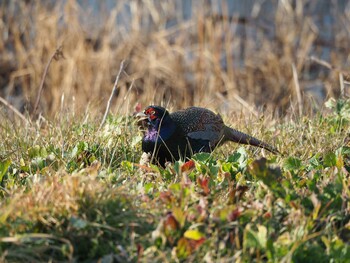 Green Pheasant Unknown Spots Sat, 1/29/2022