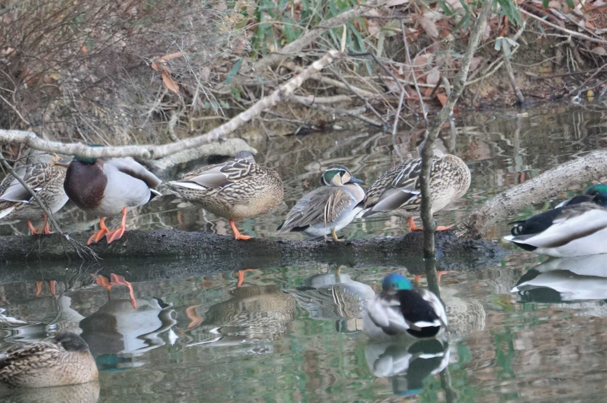 大阪府岸和田市 蜻蛉池公園 トモエガモの写真