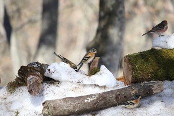 Brambling Saitama Prefecture Forest Park Mon, 2/6/2017