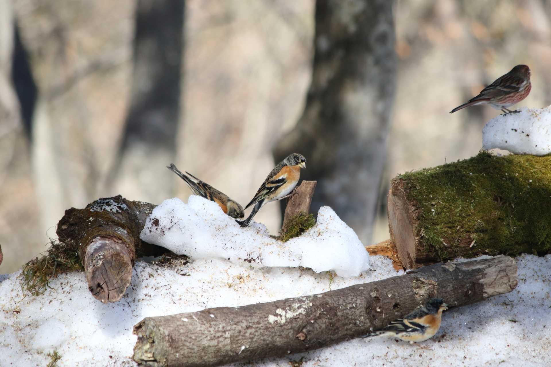 Photo of Brambling at Saitama Prefecture Forest Park by マイク
