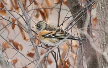 Brambling Saitama Prefecture Forest Park Mon, 2/6/2017