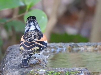 Brambling Kyoto Gyoen Mon, 1/31/2022