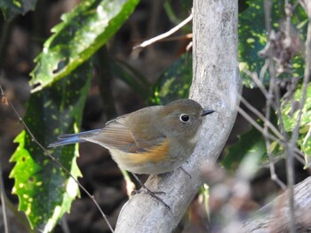 Red-flanked Bluetail Kyoto Gyoen Mon, 1/31/2022