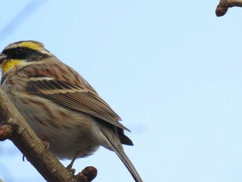 Yellow-throated Bunting Kyoto Gyoen Mon, 1/31/2022