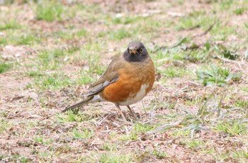 Brown-headed Thrush Akigase Park Mon, 2/27/2017