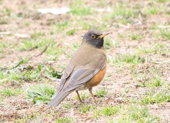 Brown-headed Thrush Akigase Park Mon, 2/27/2017