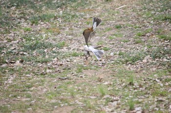 Brown-headed Thrush Akigase Park Mon, 2/27/2017