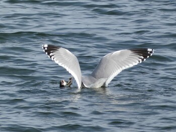 2022年1月30日(日) 多摩川の野鳥観察記録