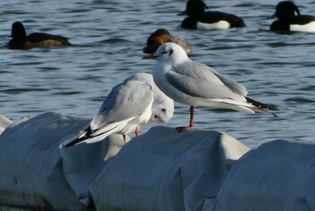 ユリカモメ 都立浮間公園 2022年1月30日(日)