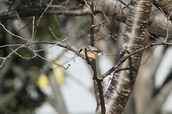 Bull-headed Shrike 乙戸沼公園 Mon, 1/31/2022