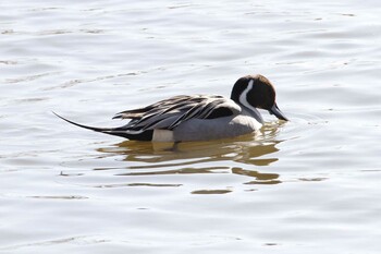 Northern Pintail 乙戸沼公園 Mon, 1/31/2022