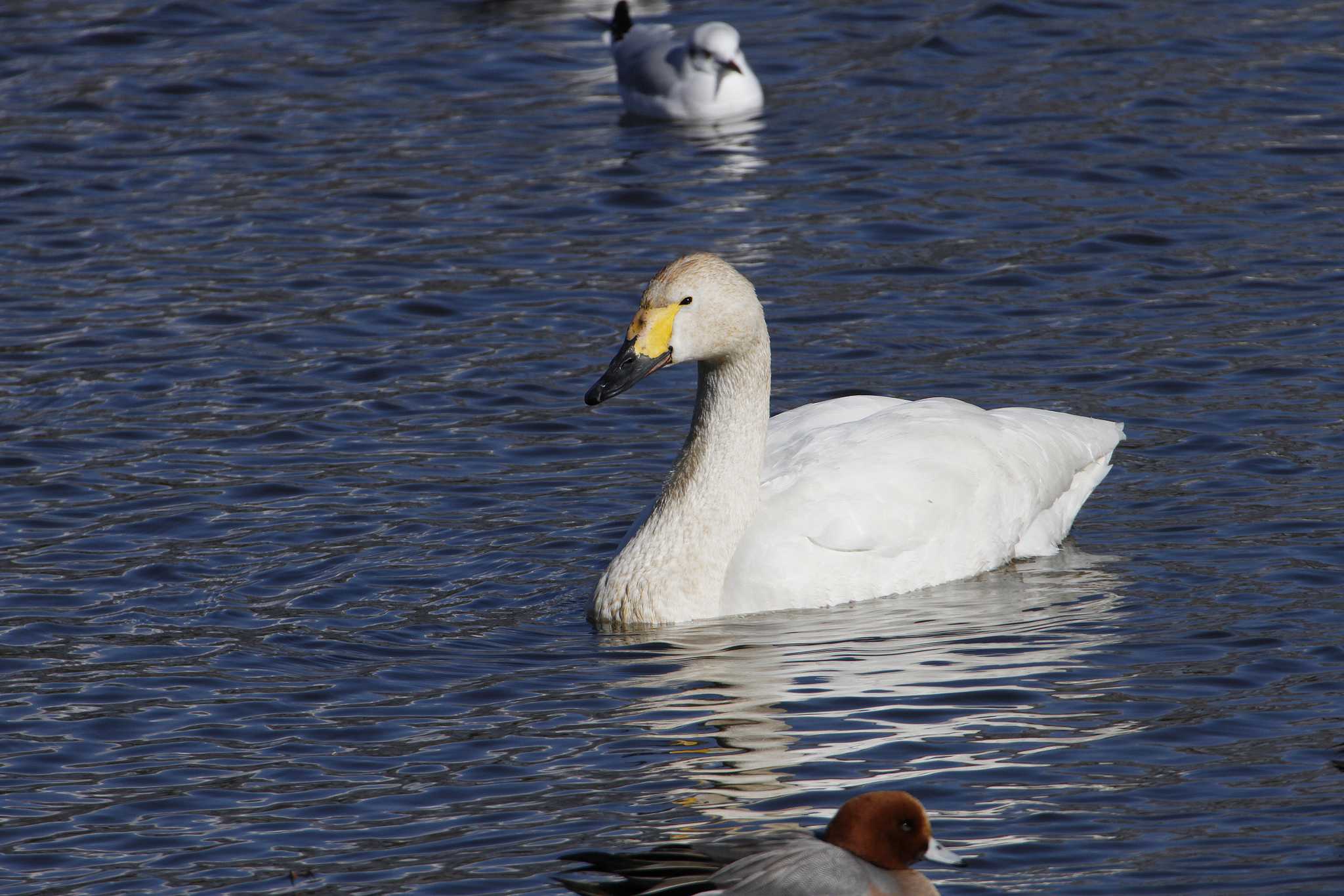 乙戸沼公園 コハクチョウの写真 by Simo