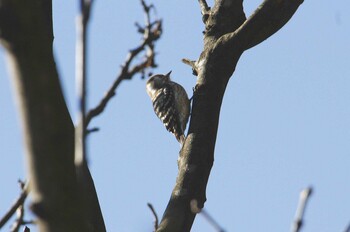 Japanese Pygmy Woodpecker 高崎自然の森 Mon, 1/31/2022