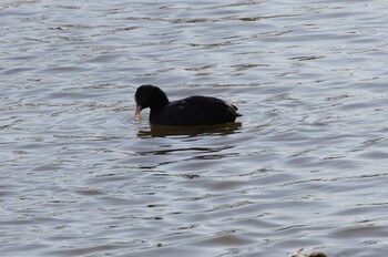 Eurasian Coot 乙戸沼公園 Mon, 1/31/2022