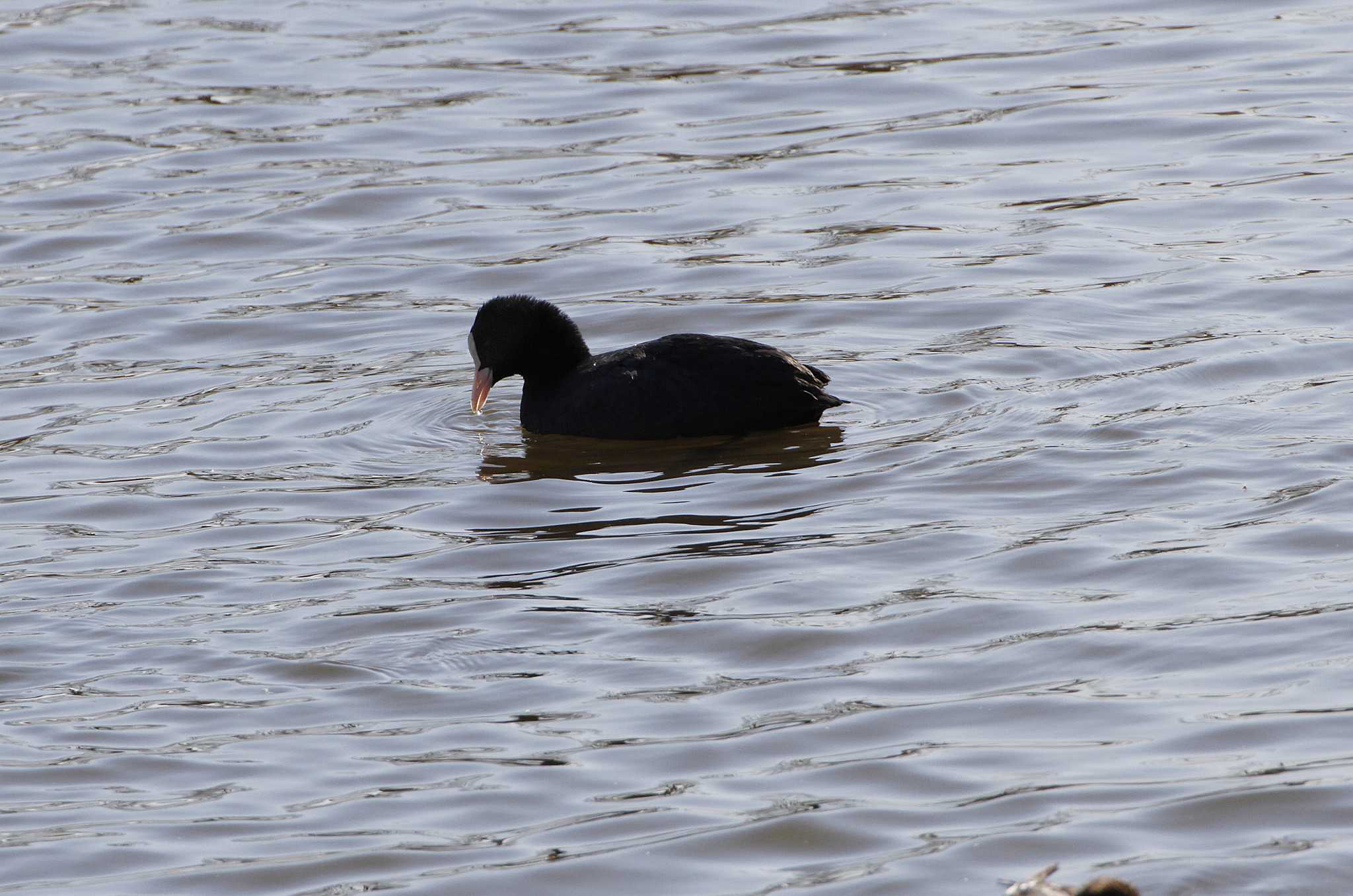 Photo of Eurasian Coot at 乙戸沼公園 by Simo