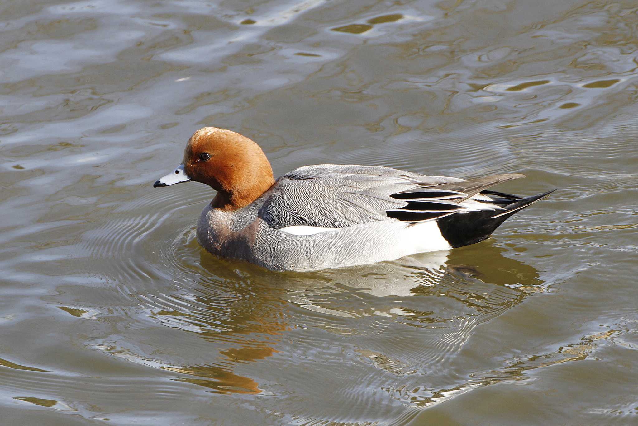 Eurasian Wigeon