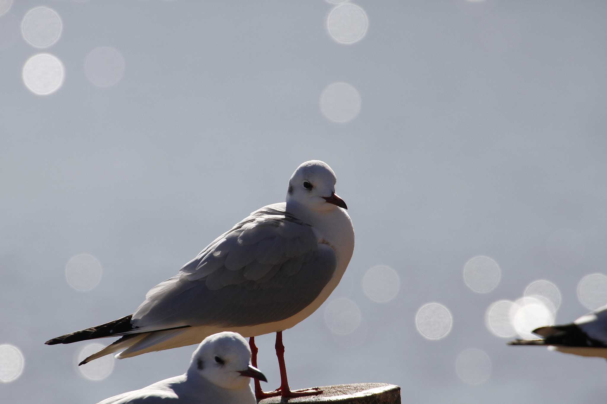 Black-headed Gull