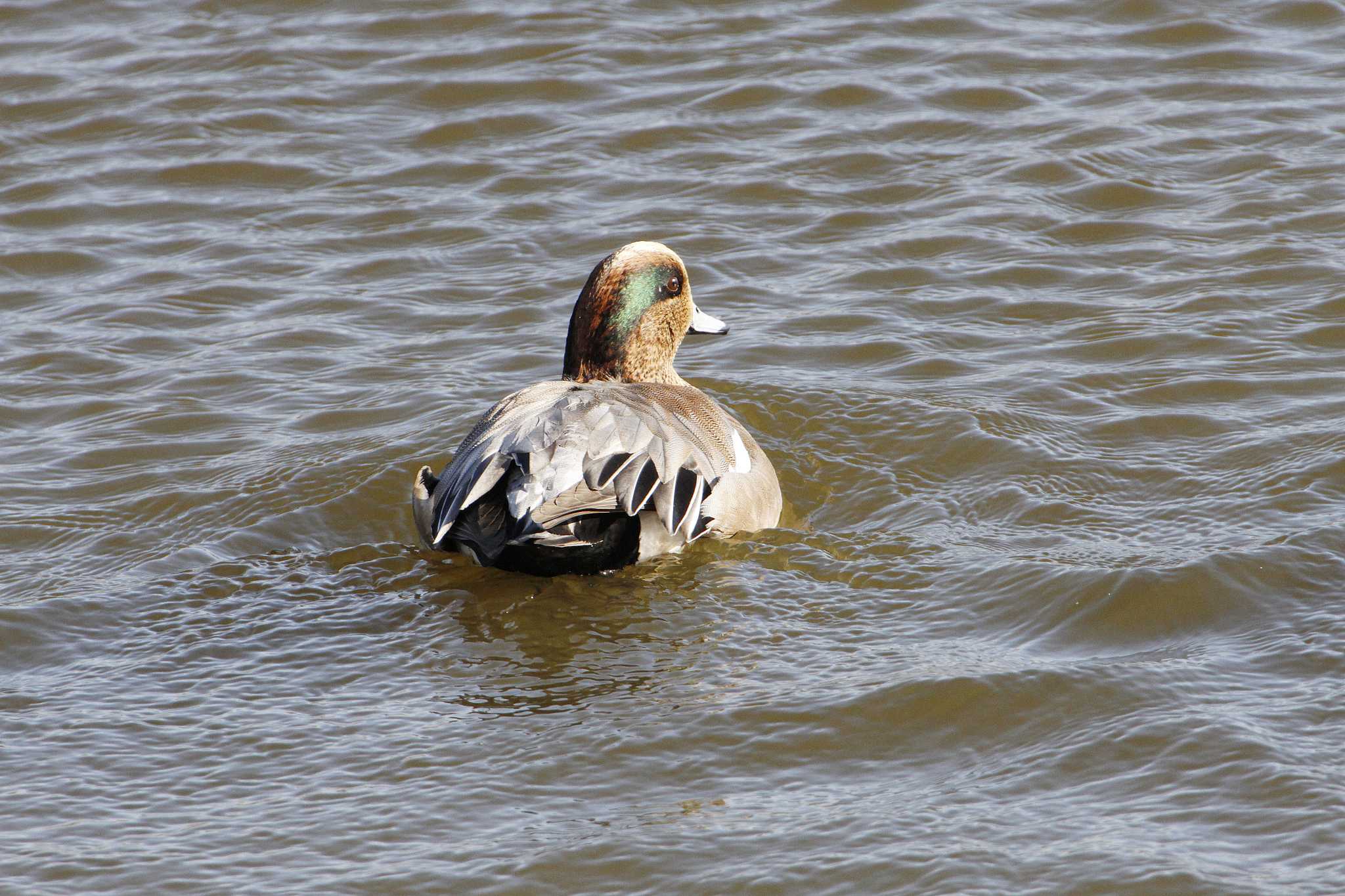 American Wigeon