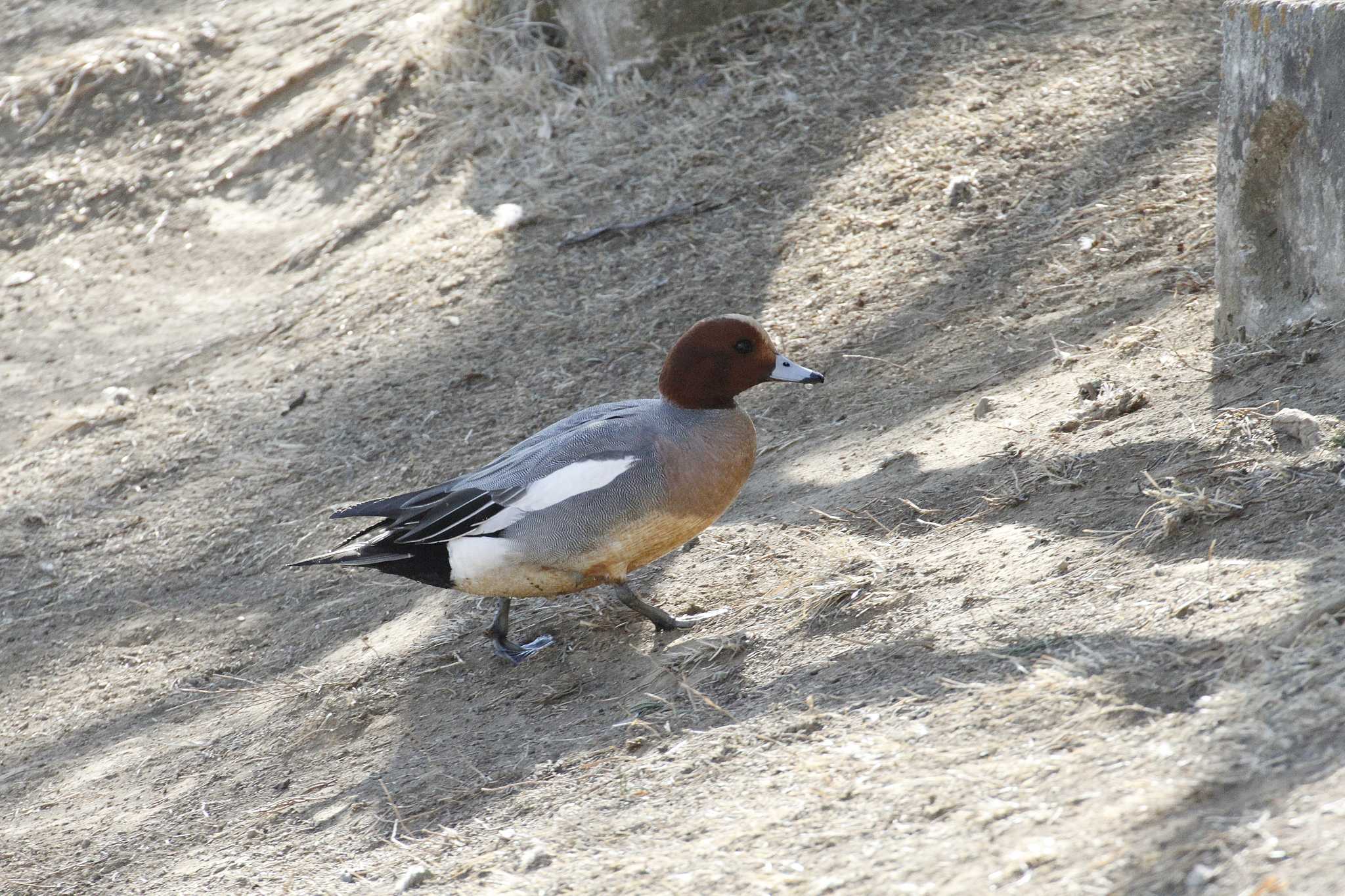 Eurasian Wigeon