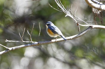 Red-flanked Bluetail 高崎自然の森 Mon, 1/31/2022