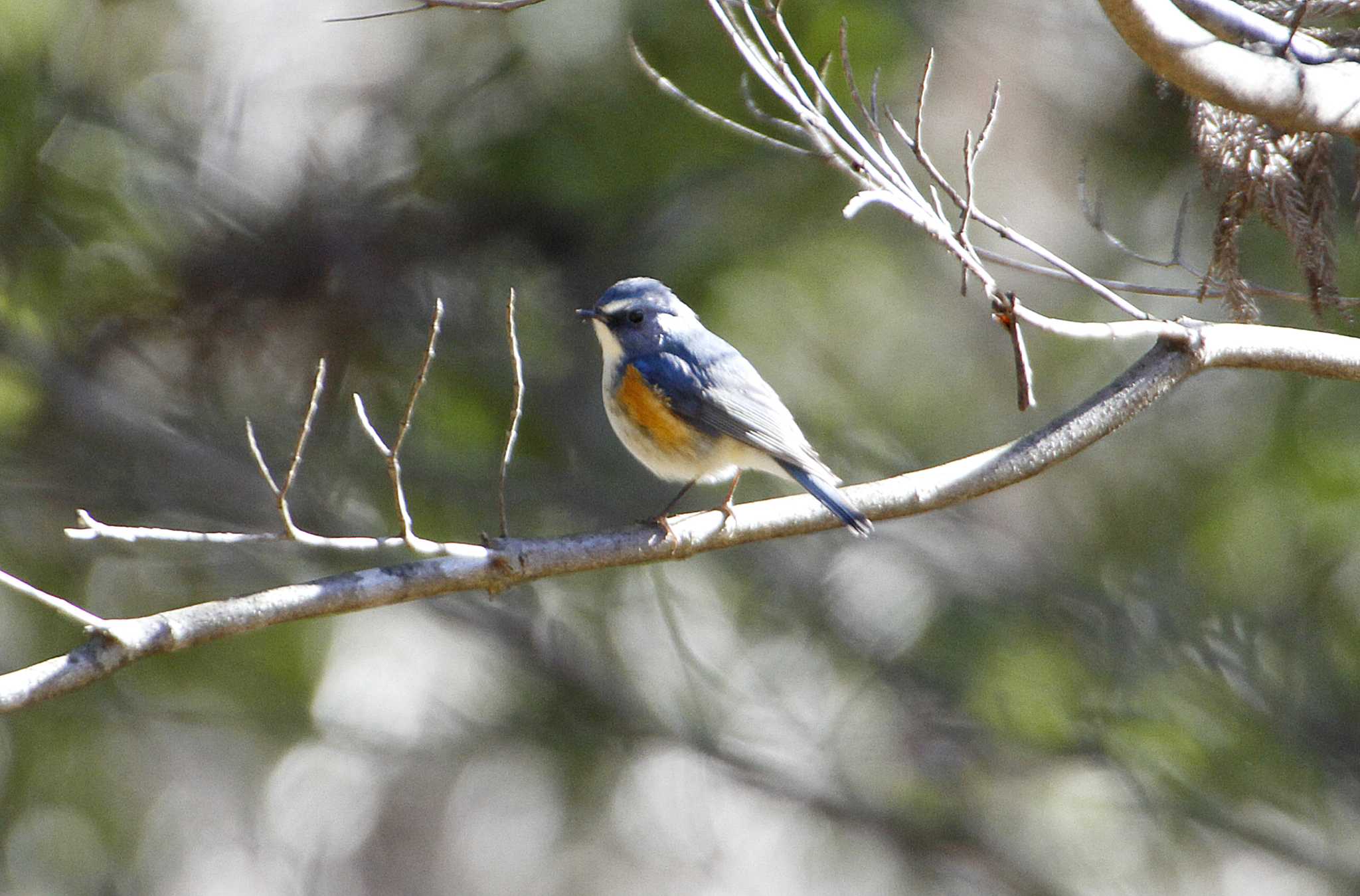 Red-flanked Bluetail