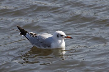 Black-headed Gull 乙戸沼公園 Mon, 1/31/2022