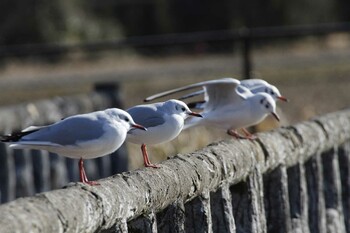 Black-headed Gull 乙戸沼公園 Mon, 1/31/2022