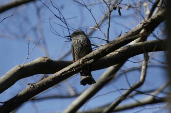 Brown-eared Bulbul 高崎自然の森 Mon, 1/31/2022