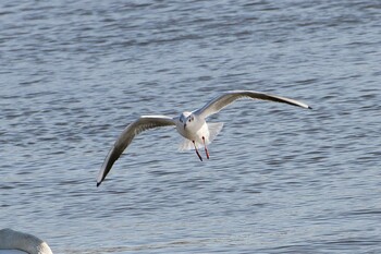 Black-headed Gull 乙戸沼公園 Mon, 1/31/2022