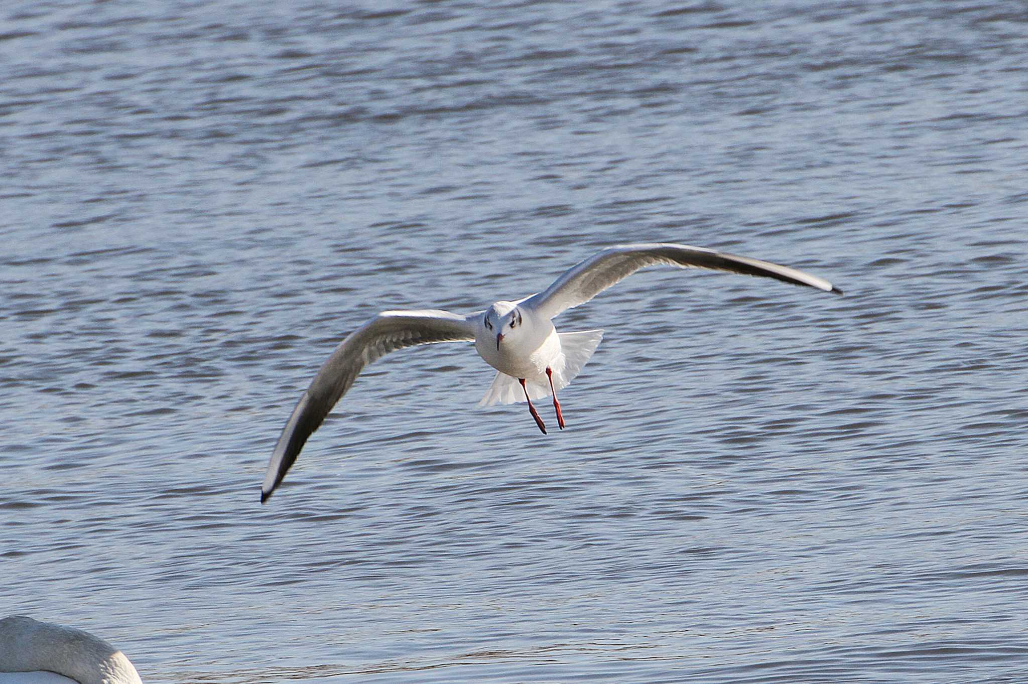 Photo of Black-headed Gull at 乙戸沼公園 by Simo