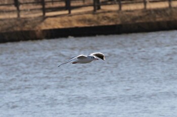 Black-headed Gull 乙戸沼公園 Mon, 1/31/2022