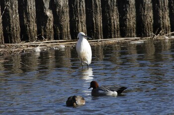 Little Egret 乙戸沼公園 Mon, 1/31/2022