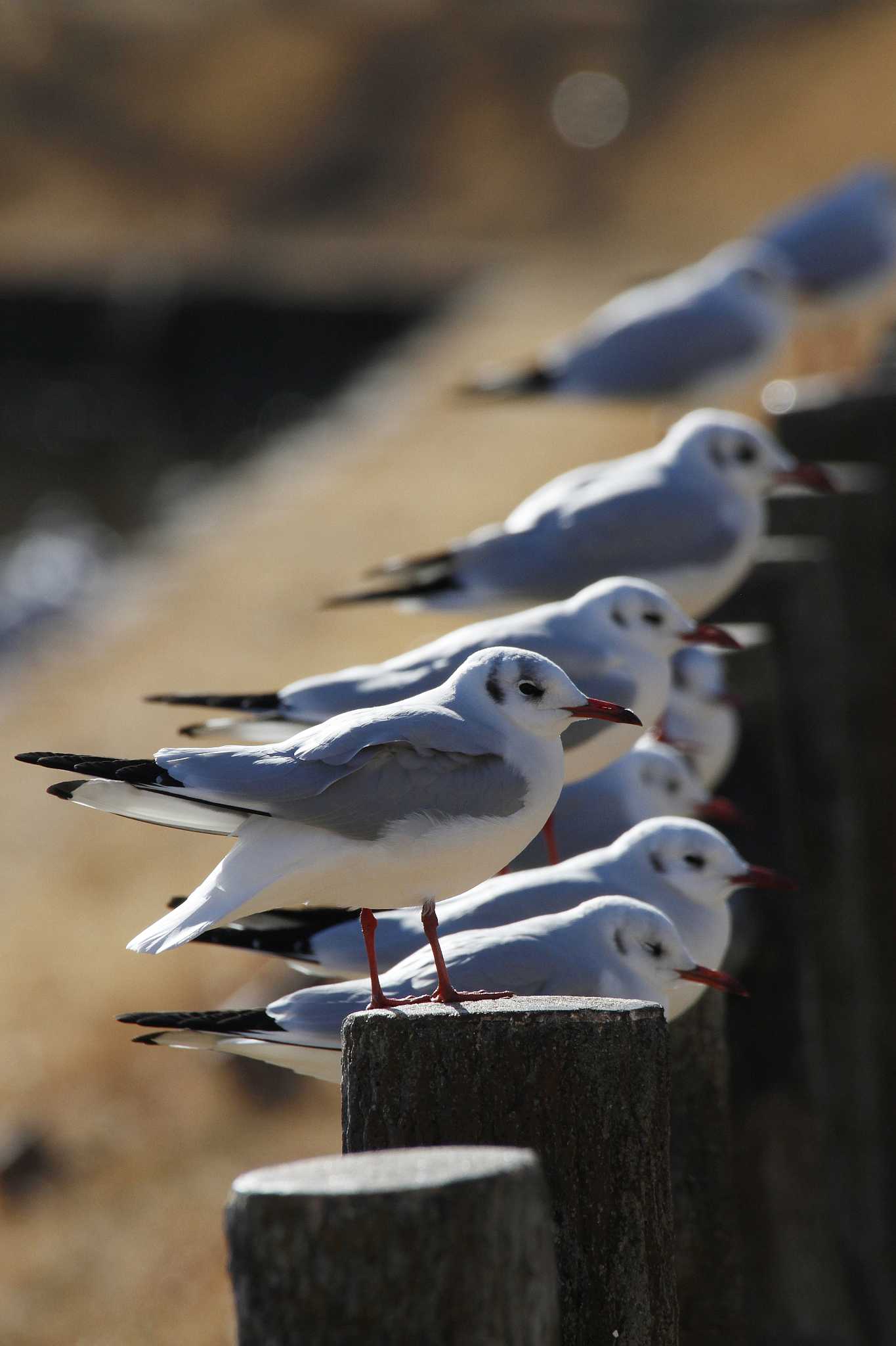 Black-headed Gull