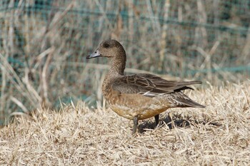 Eurasian Wigeon 乙戸沼公園 Mon, 1/31/2022