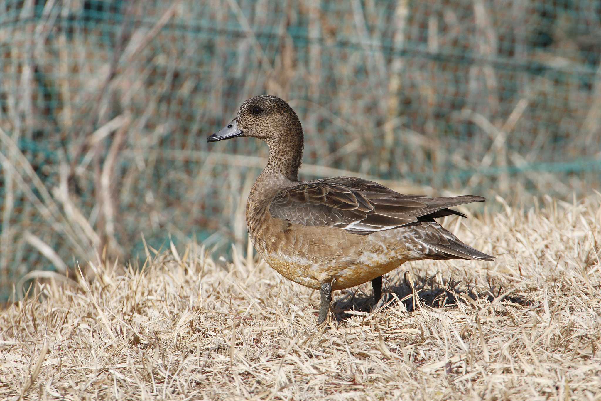 Eurasian Wigeon