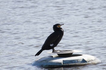 Great Cormorant 乙戸沼公園 Mon, 1/31/2022