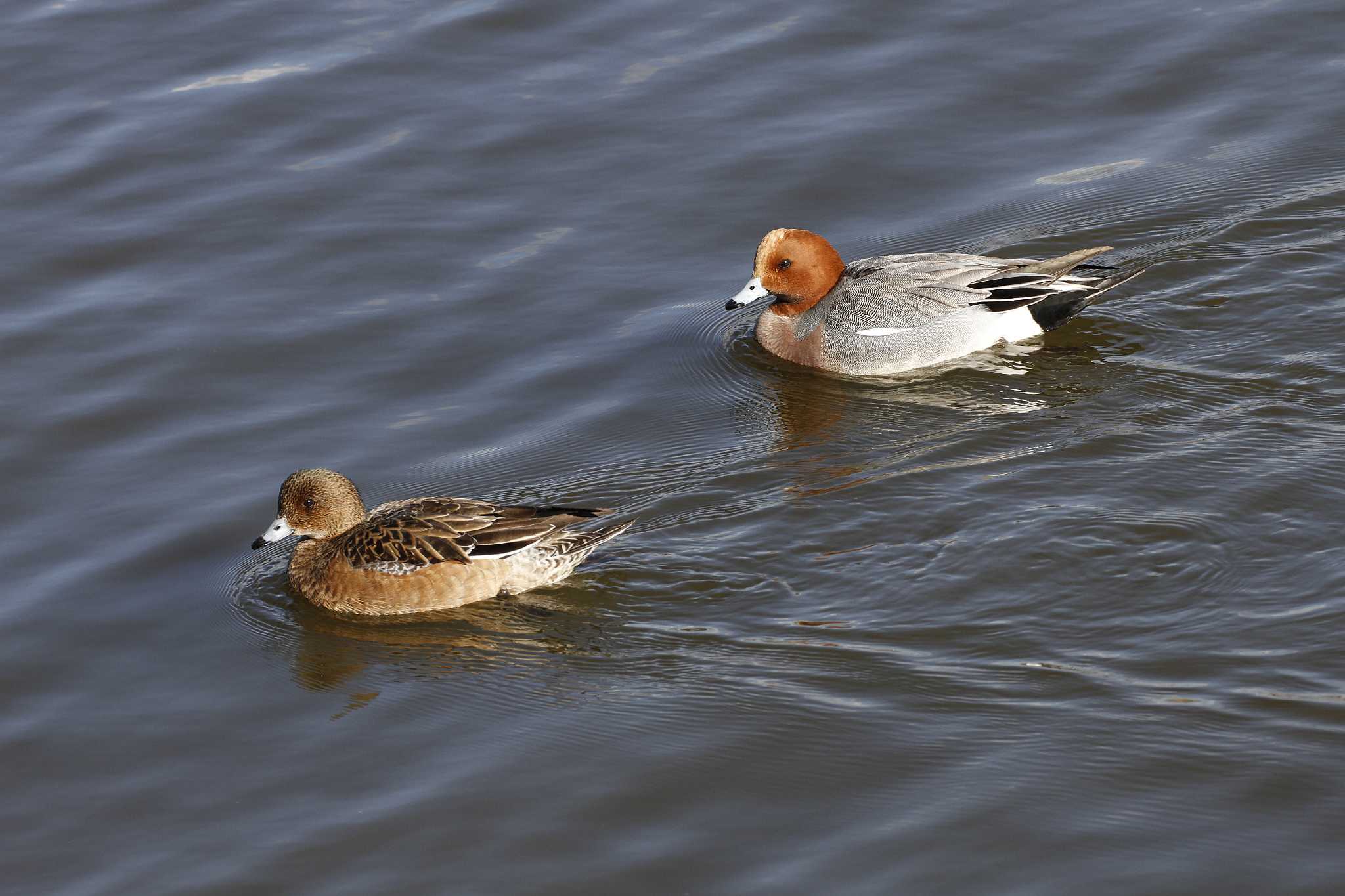 Eurasian Wigeon