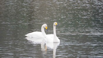 オオハクチョウ 大沼親水公園 2022年1月10日(月)