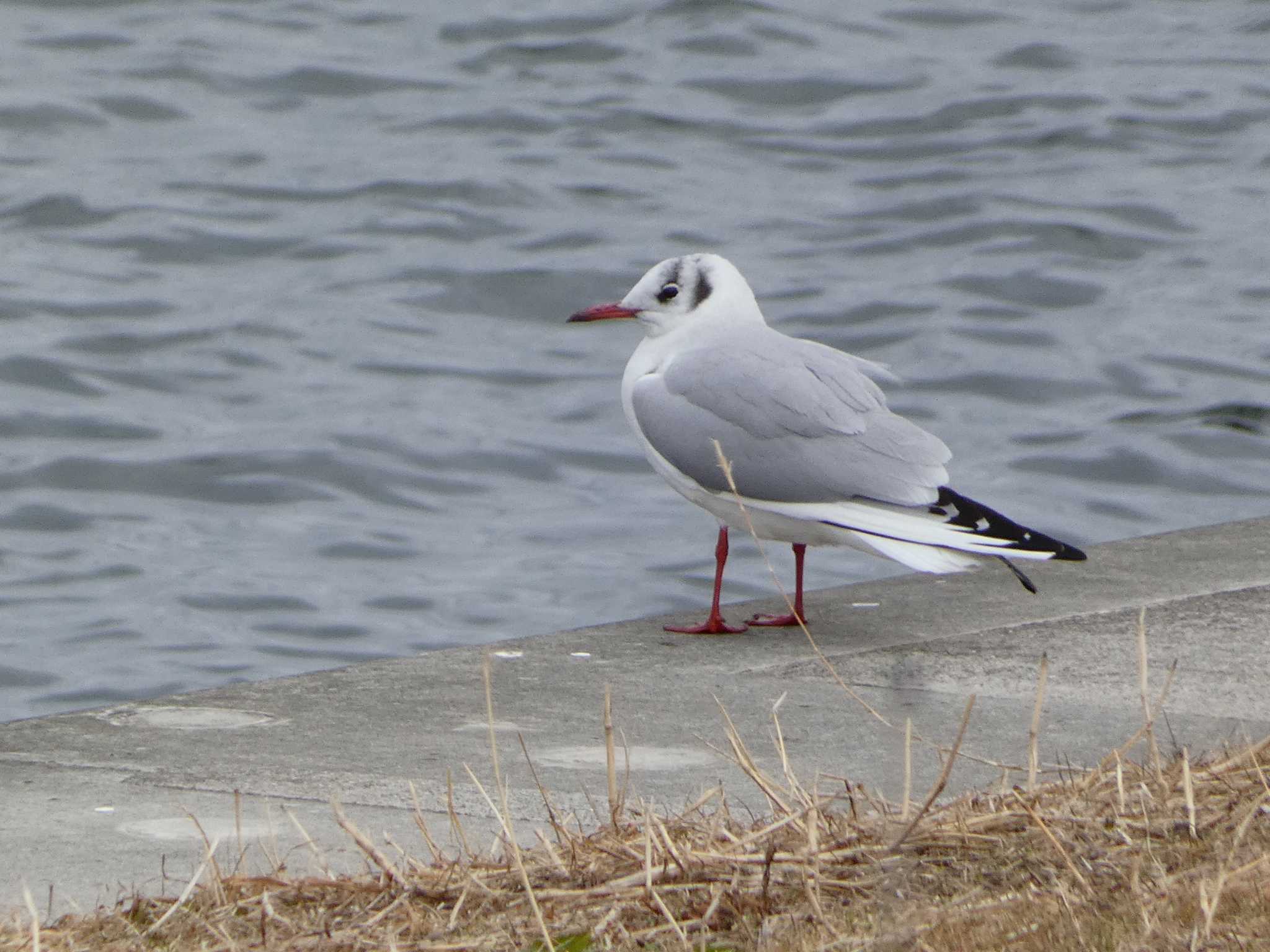 ユリカモメ