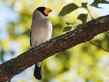 2022年1月31日(月) 昭和記念公園の野鳥観察記録
