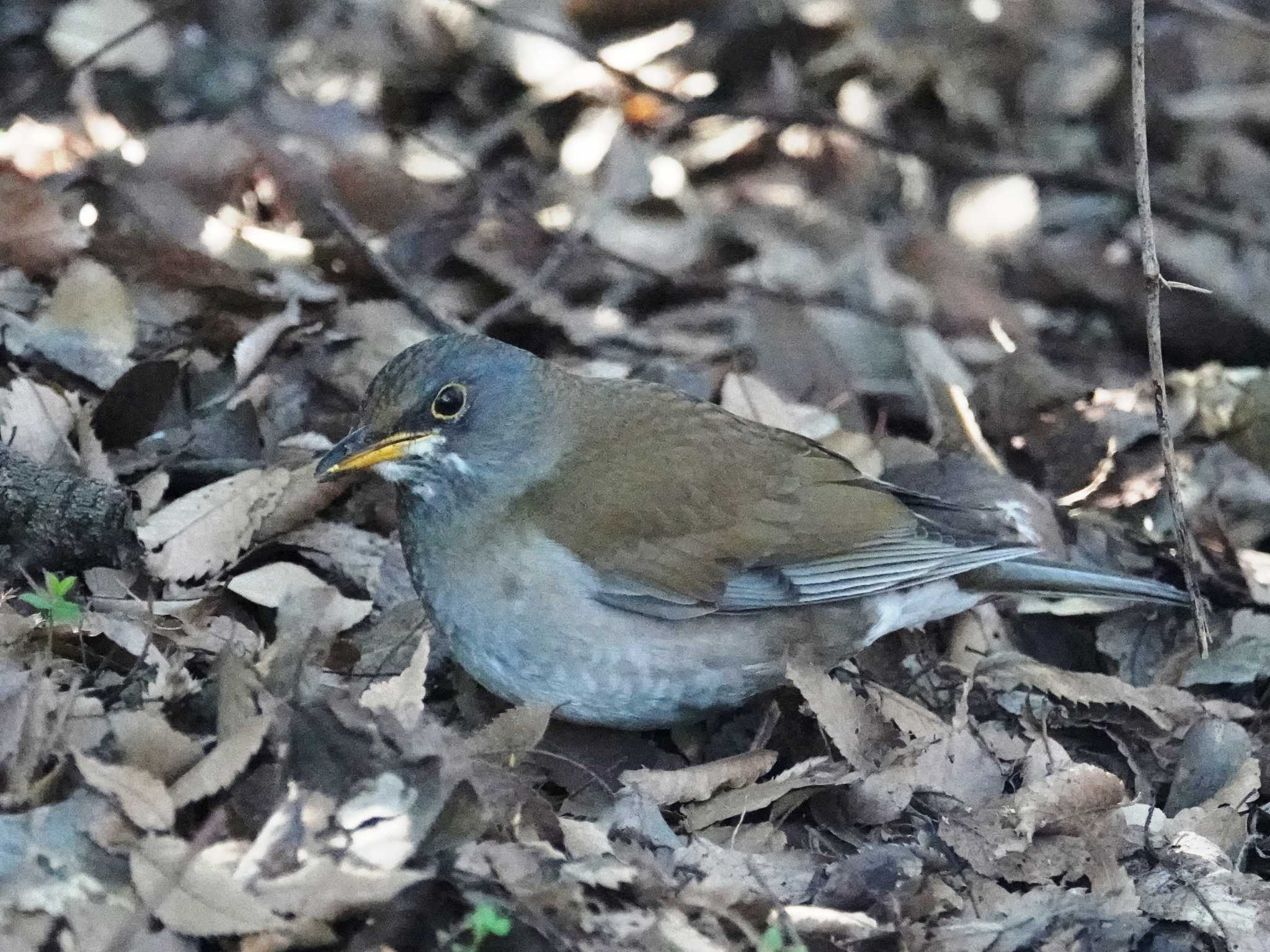 シロハラ