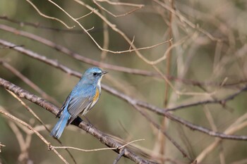 Red-flanked Bluetail 東京都立桜ヶ丘公園(聖蹟桜ヶ丘) Sun, 1/9/2022