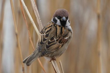 Eurasian Tree Sparrow 荒川河川敷 Sat, 1/29/2022