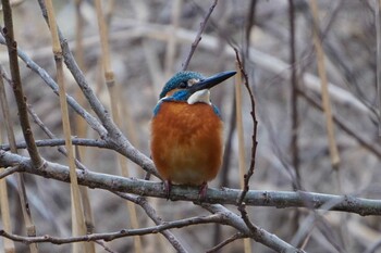 Common Kingfisher 荒川河川敷 Sat, 1/29/2022