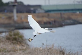 Little Egret 中川船番 Sat, 1/29/2022