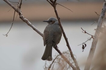 Brown-eared Bulbul 荒川河川敷 Sat, 1/29/2022