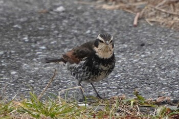 Dusky Thrush 荒川河川敷 Sat, 1/29/2022