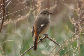 Daurian Redstart 荒川河川敷 Sat, 1/29/2022